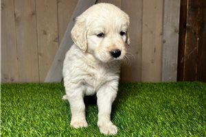 Maverick - English Golden Retriever for sale