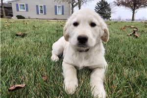 Mila - English Golden Retriever for sale