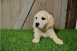 Michael - puppy for sale