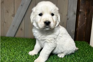 Matthew - English Golden Retriever for sale