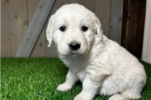 Maria - English Golden Retriever for sale