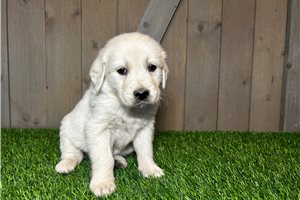 Mateo - English Golden Retriever for sale
