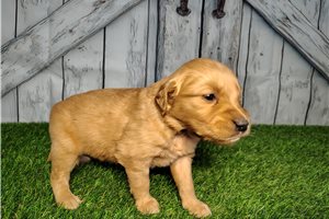 Callie - puppy for sale