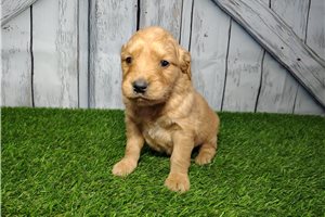 Conner - Golden Retriever for sale