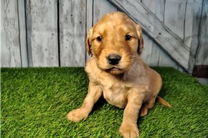 Candace - puppy for sale