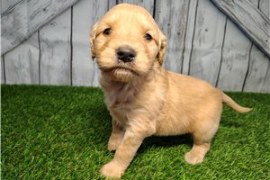 Celine - puppy for sale