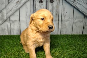 Crystal - Golden Retriever for sale