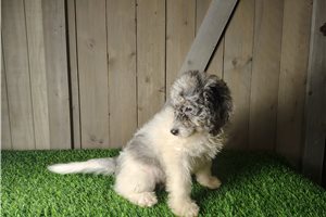Elaine - Mini Goldendoodle for sale