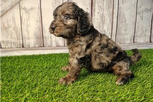 Eddie - Mini Goldendoodle for sale