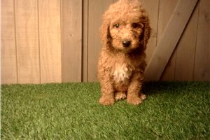 Hollister - puppy for sale