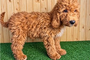 Herman - Mini Goldendoodle for sale