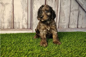 Eddie - puppy for sale