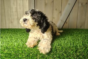 Ernesto - Mini Goldendoodle for sale
