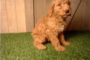 Hampton - puppy for sale