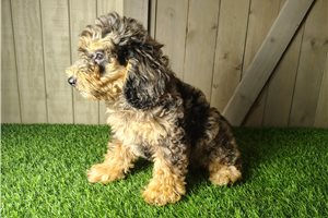 Emmett - Mini Goldendoodle for sale