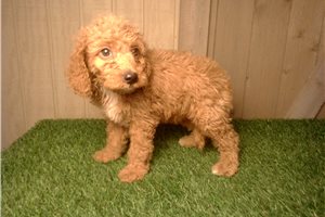 Herman - Mini Goldendoodle for sale