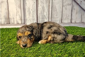 Emmett - Goldendoodle, Mini for sale