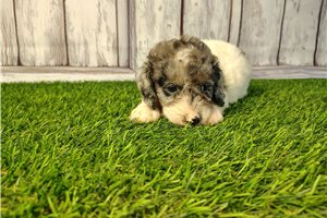 Elaine - puppy for sale