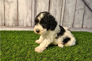 Ernesto - puppy for sale