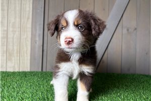 Isla - Miniature Australian Shepherd for sale