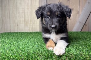 Indie - Miniature Australian Shepherd for sale