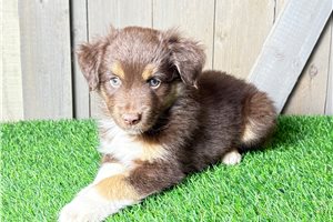 Ithacus - puppy for sale