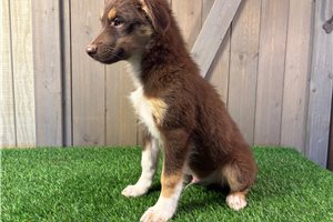 Ithacus - Miniature Australian Shepherd for sale