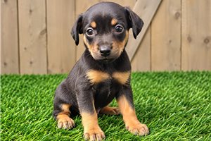 Armand - Miniature Pinscher for sale