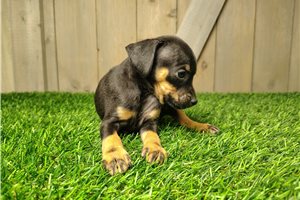 Armand - Miniature Pinscher for sale