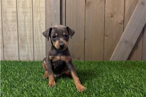 Fasa - Miniature Pinscher for sale