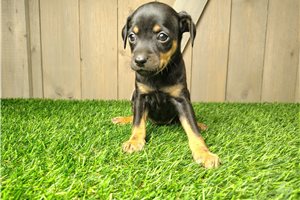 April - Miniature Pinscher for sale