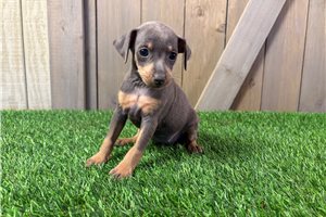 Felicia - puppy for sale