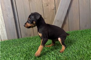 Foster - puppy for sale