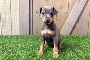 Freya - Miniature Pinscher for sale