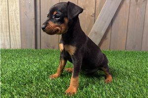 Freeman - puppy for sale