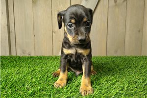 Arlo - Miniature Pinscher for sale