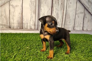Antoinette - Miniature Pinscher for sale