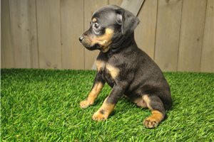 April - Miniature Pinscher for sale