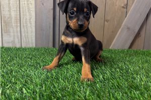 Falstaff - puppy for sale