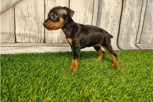 Anya - Miniature Pinscher for sale