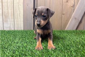 Fatima - Miniature Pinscher for sale