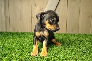 Aphra - Miniature Pinscher for sale