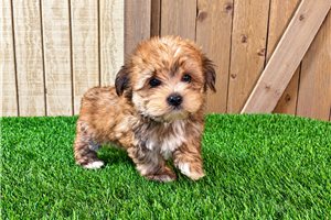 Howard - Morkie / Yorktese, placed in Fort Wayne