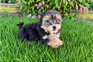 Oliver - Morkie / Yorktese for sale