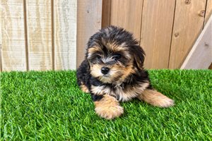 Oliver - puppy for sale