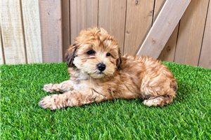 Hugo - Morkie / Yorktese for sale