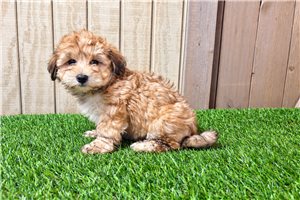 Hugo - puppy for sale