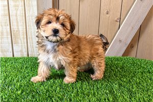 Oakley - Morkie / Yorktese for sale