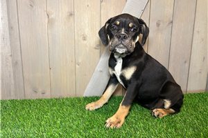 Eloise - Olde English Bulldogge for sale