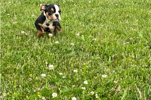 Benjamin - puppy for sale